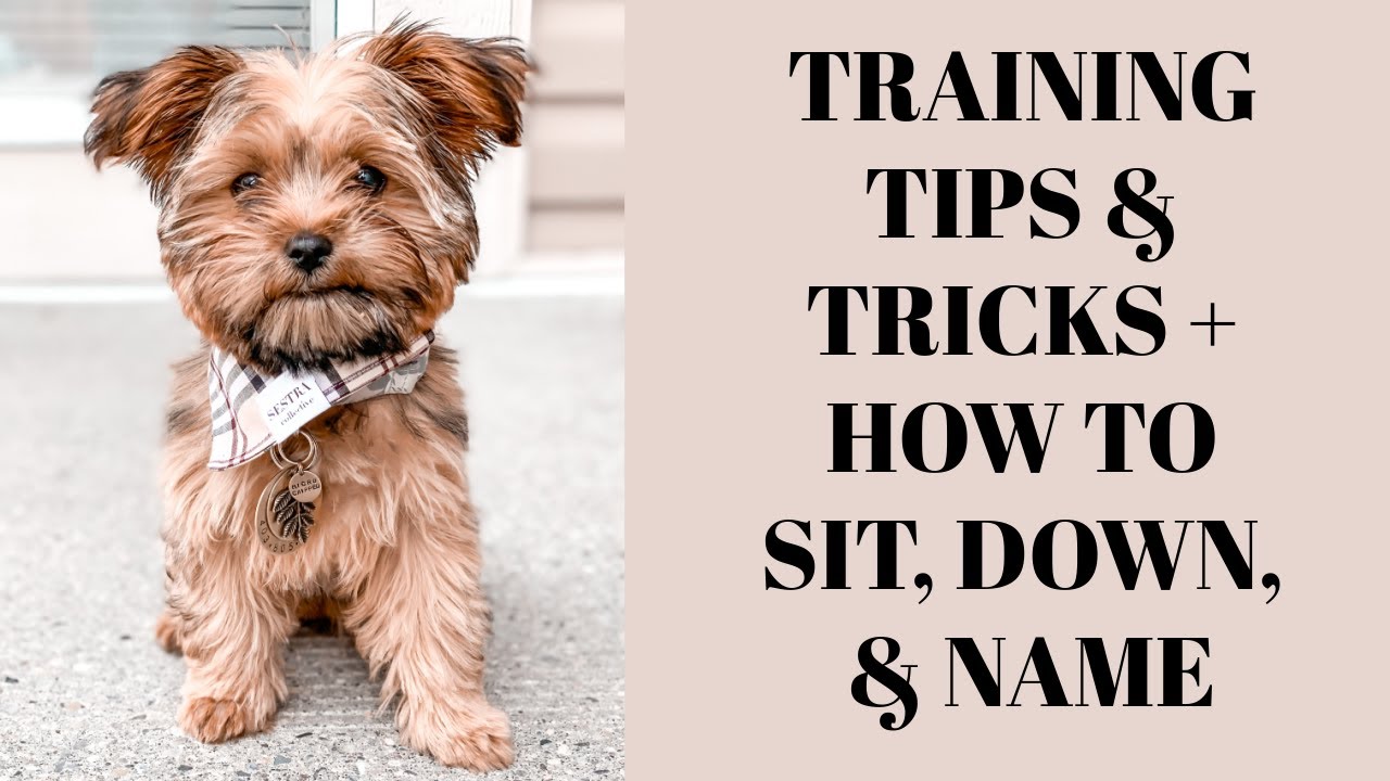 PUPPY TRAINING TIPS + HOW TO TEACH SIT, DOWN, & NAME | DOG VLOG