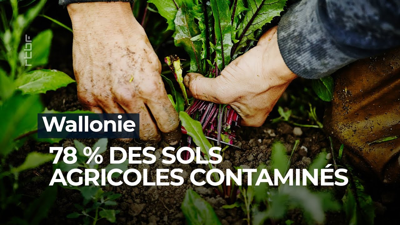 En Wallonie, 78% des sols agricoles sont contaminés aux insecticides - RTBF Info