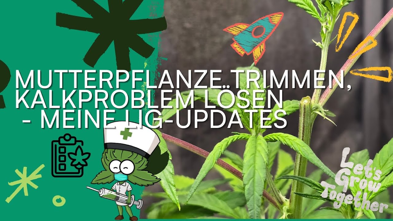 Mutterpflanze trimmen & Kalkproblem l&ouml;sen &ndash; Meine LIG-Updates