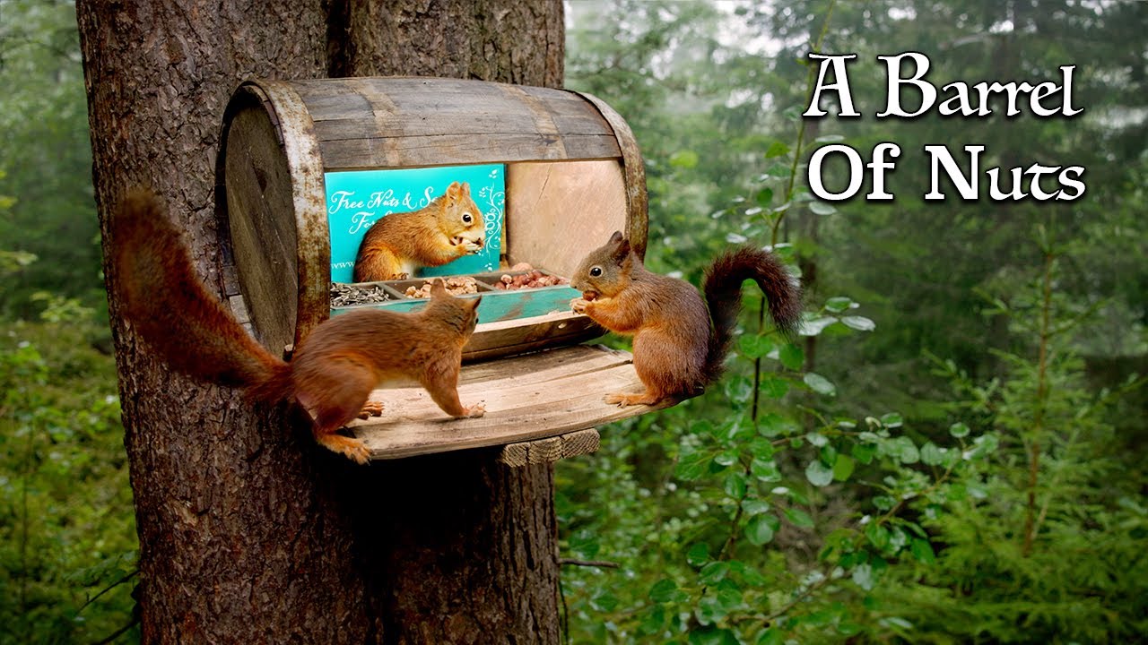 🌰 A Barrel of Nuts: Tranquil Squirrel Retreat in Norway 🐿️ | 1-Hour Relaxation & Entertainment 🌳