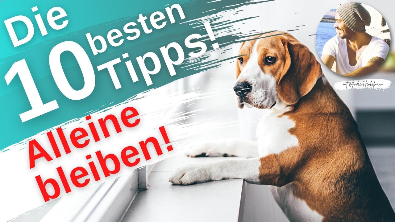 Erfolgreich alleine bleiben! Hundeerziehung: Die 10 wichtigsten & wertvollsten Tipps!