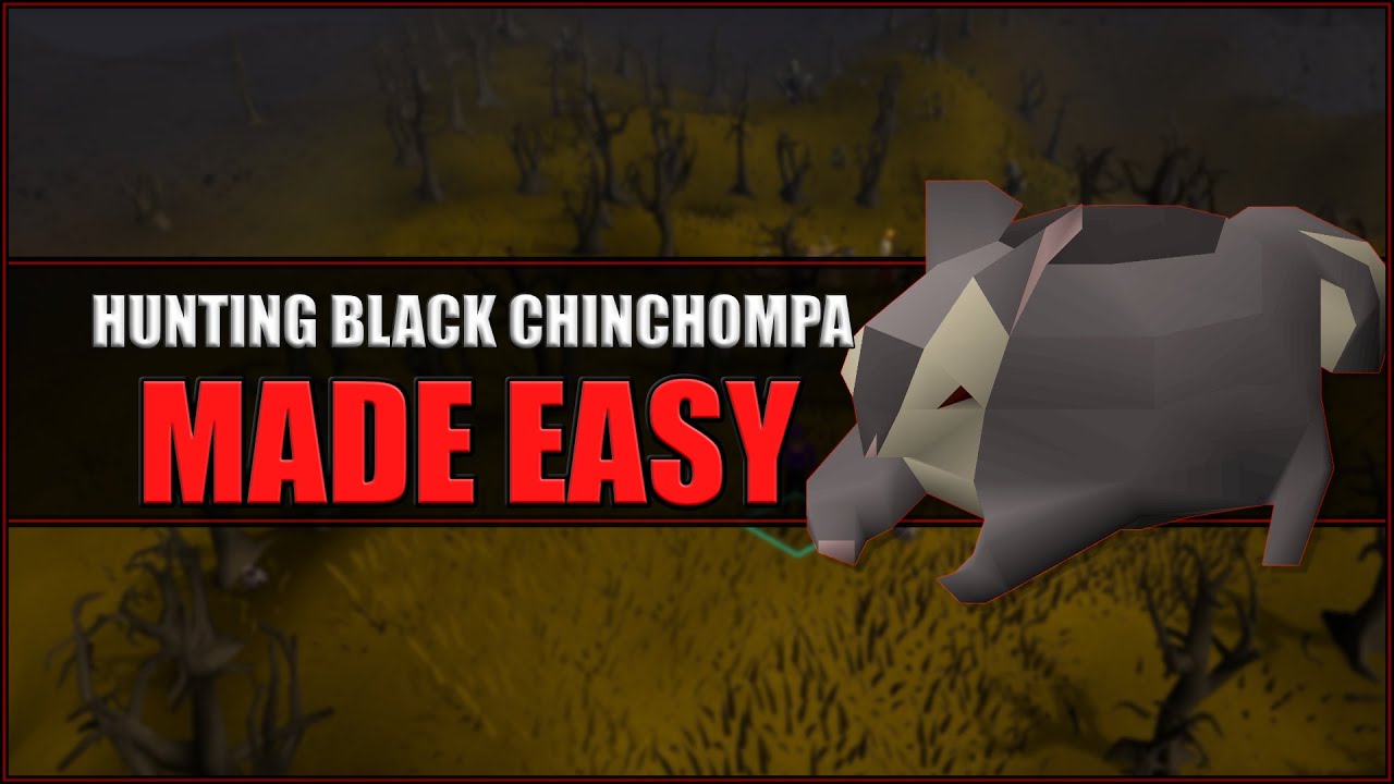 Quick Guide to Hunting Black Chinchompas in OSRS | Hunter Guide