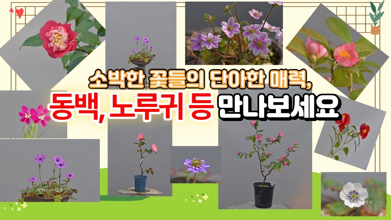 동백, 노루귀 등 소박하고 단아한 매력의 꽃 만나보세요