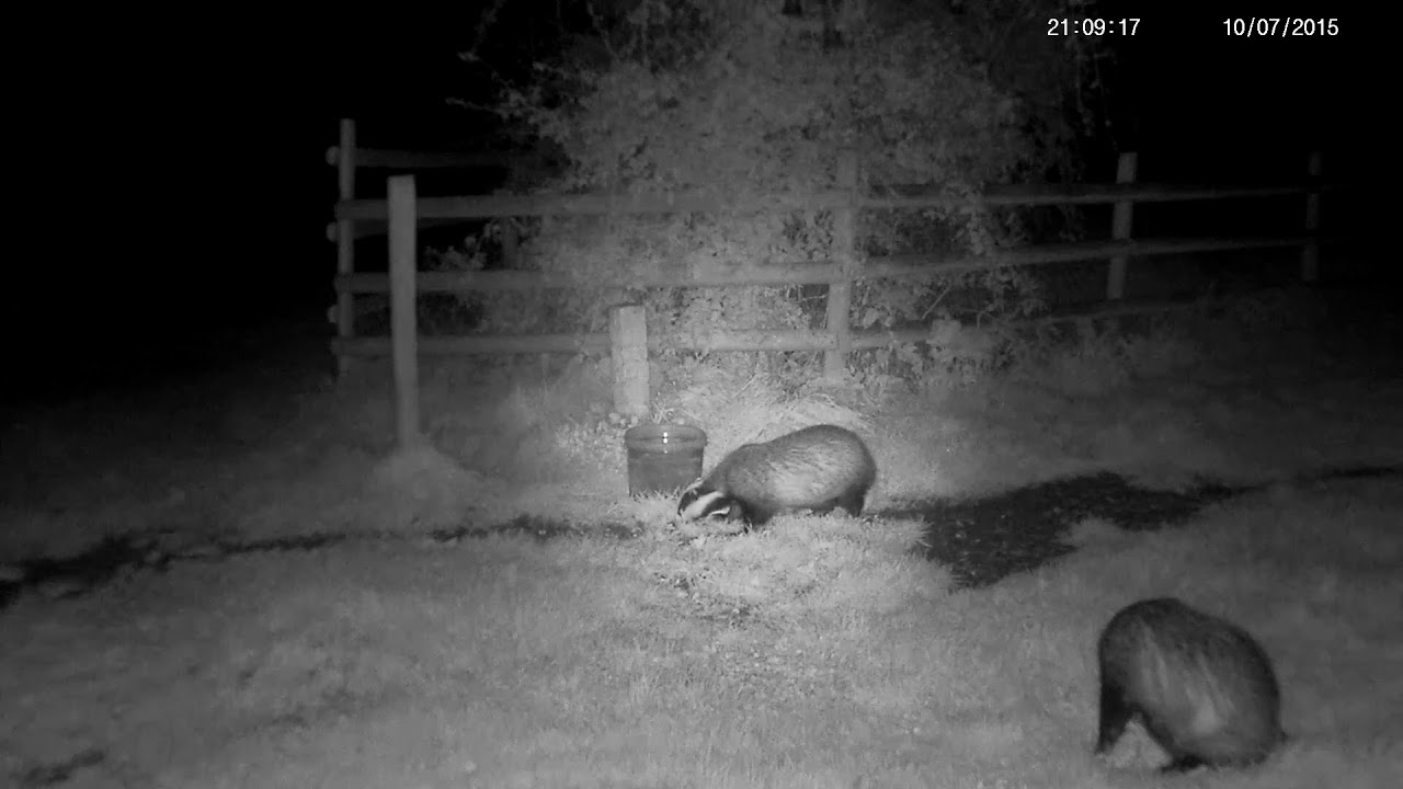 Another cute rural badger grooming session!