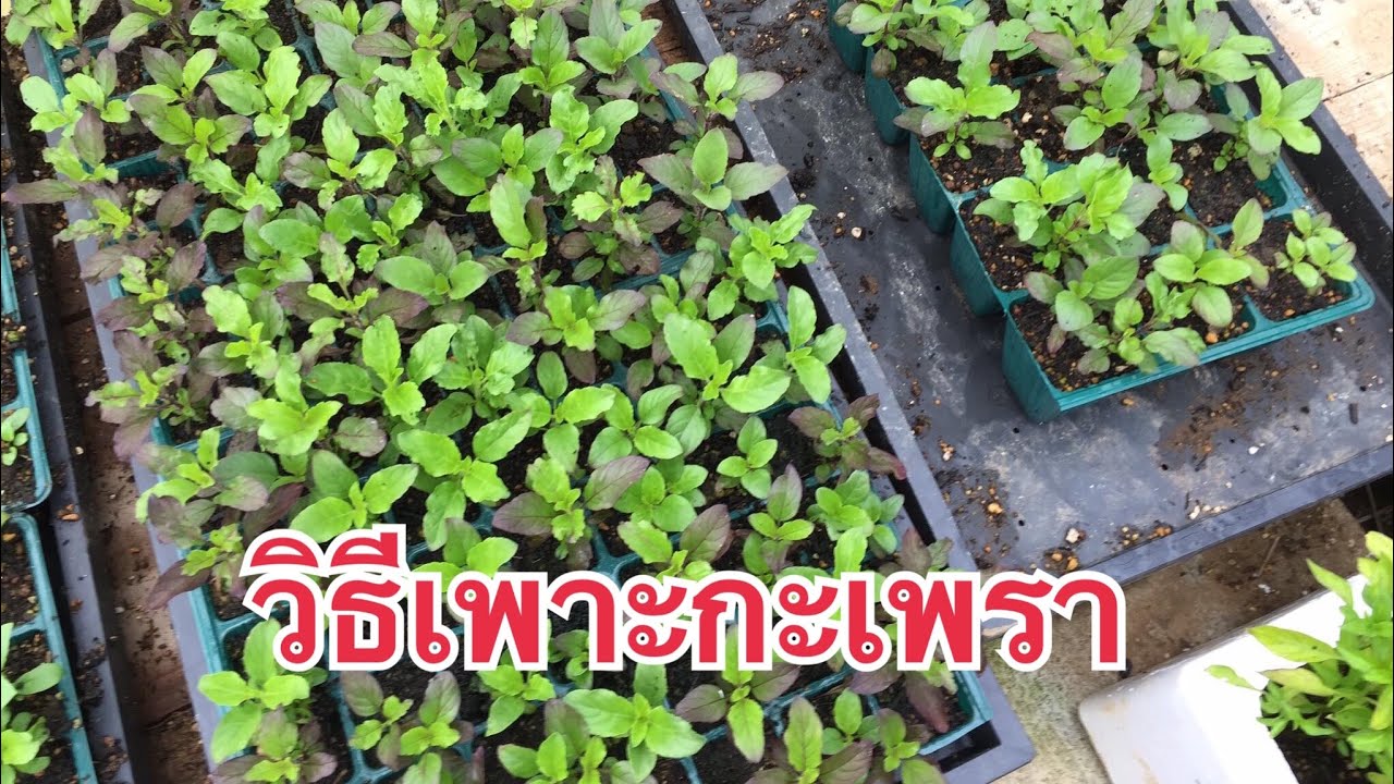 วิธีการเพาะกะเพรา ที่สวนผักแม่บ้านไทย ในญี่ปุ่น 2018.02.09