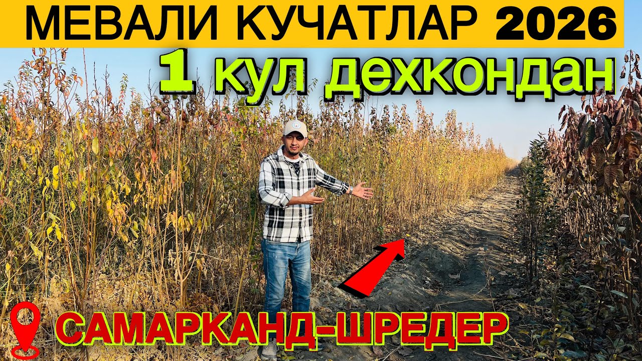 🌳 МЕВАЛИ КУЧАТ НАРХЛАРИ 2025 | САМАРКАНД | Шредер кучатлари ОПТОМ – энг арзон жойи 💥