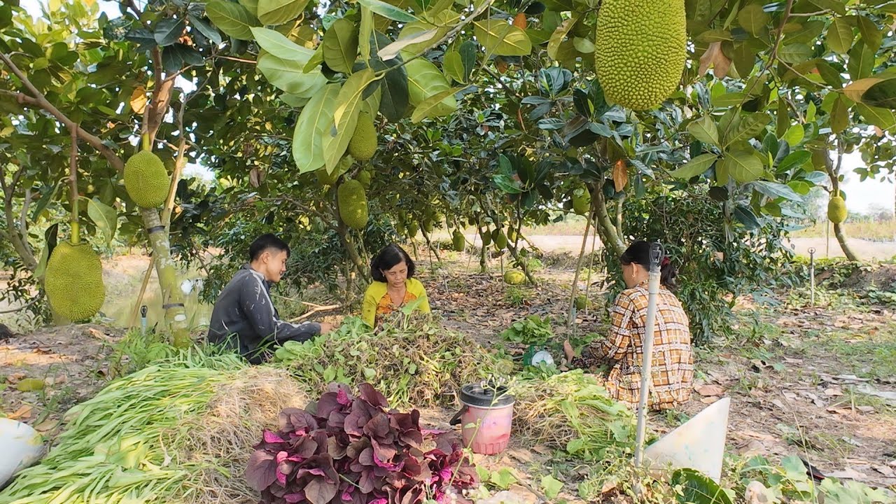2 Mẹ Con Gh&eacute; Vườn Chị SANG Thu Hoạch Rau Rất Th&iacute;ch Th&uacute; Với Khung Cảnh Xung Quanh