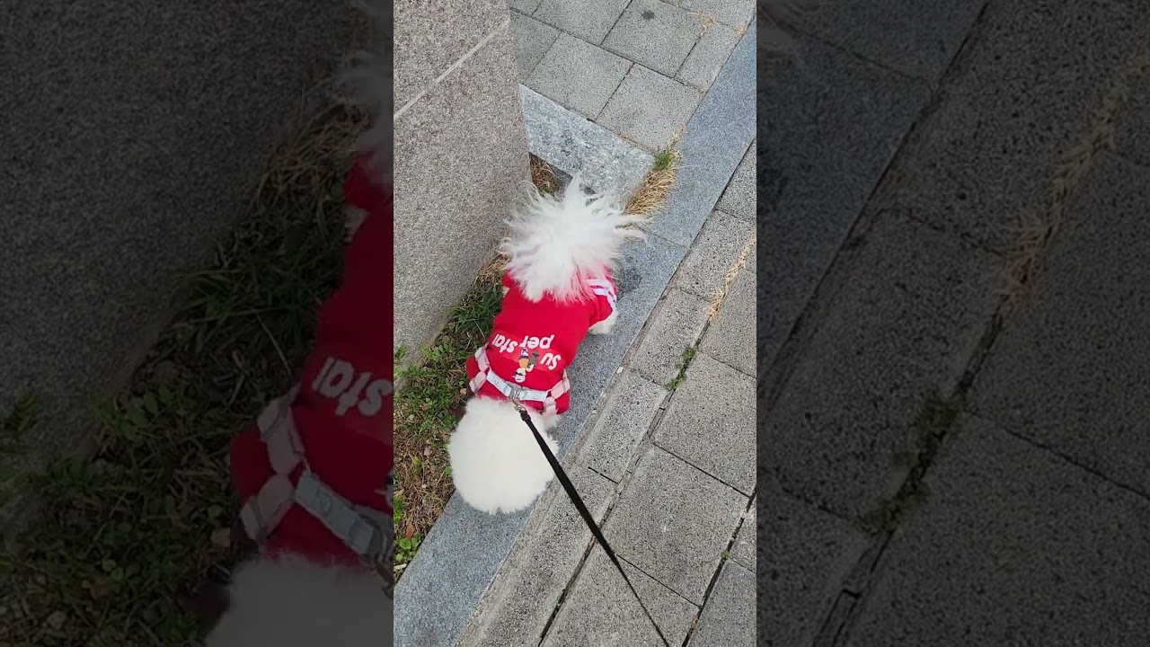 황콩이 엄마랑 봄(꽃샘)산책