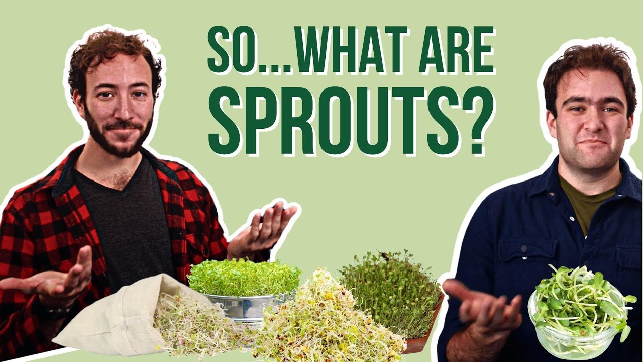 What Are Sprouts (& Why You Should Eat Them)