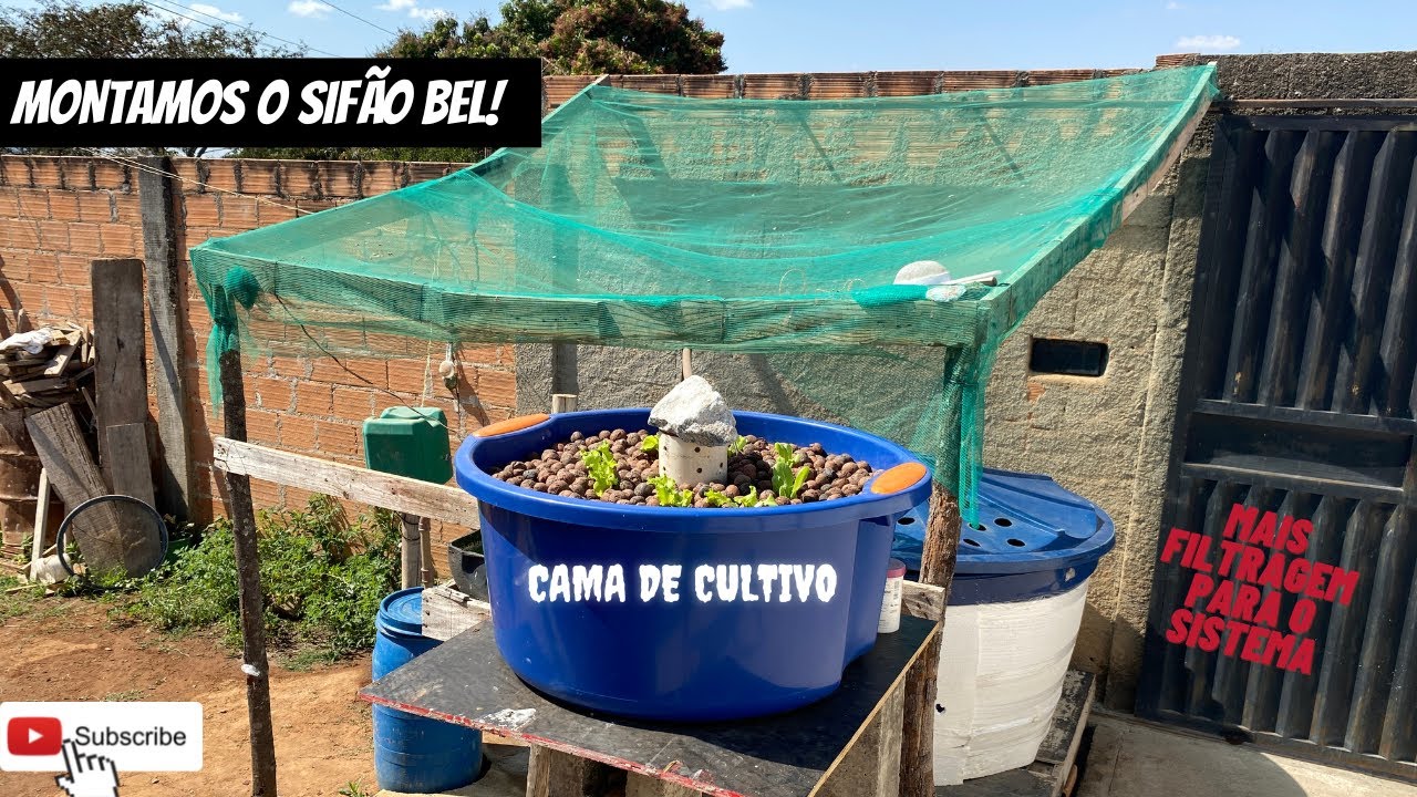 Como montar uma mini cama de cultivo com sifao bel! Montamos a cama de cultivo 🌱🐟#aquaponia #tilapia
