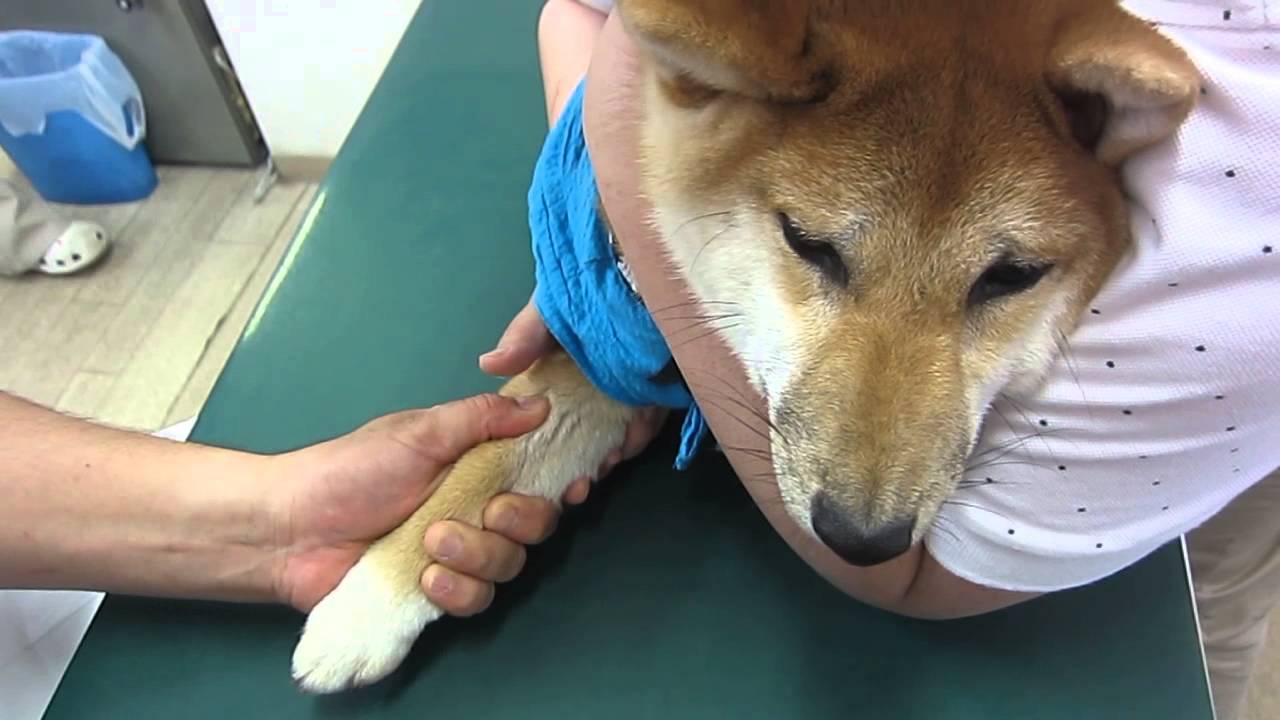 注射を嫌がる柴犬ジジ(パピー期）