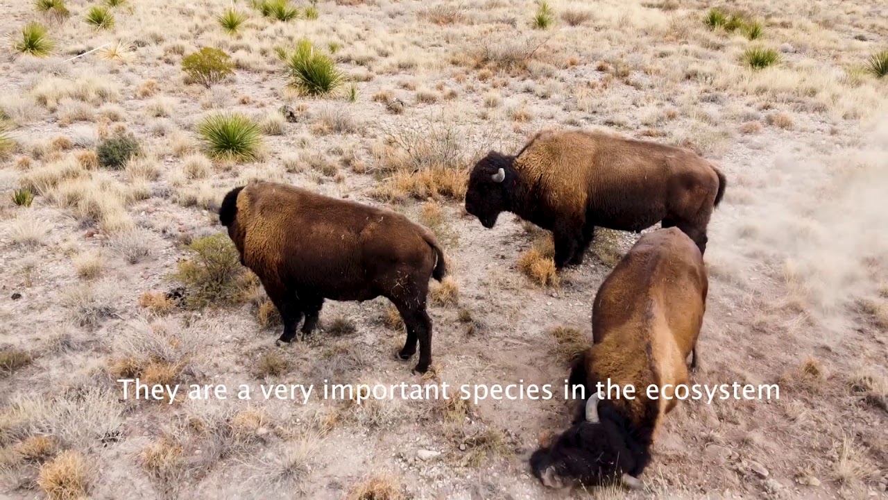 Exhiben imágenes del bisonte americano en planicies de Coahuila