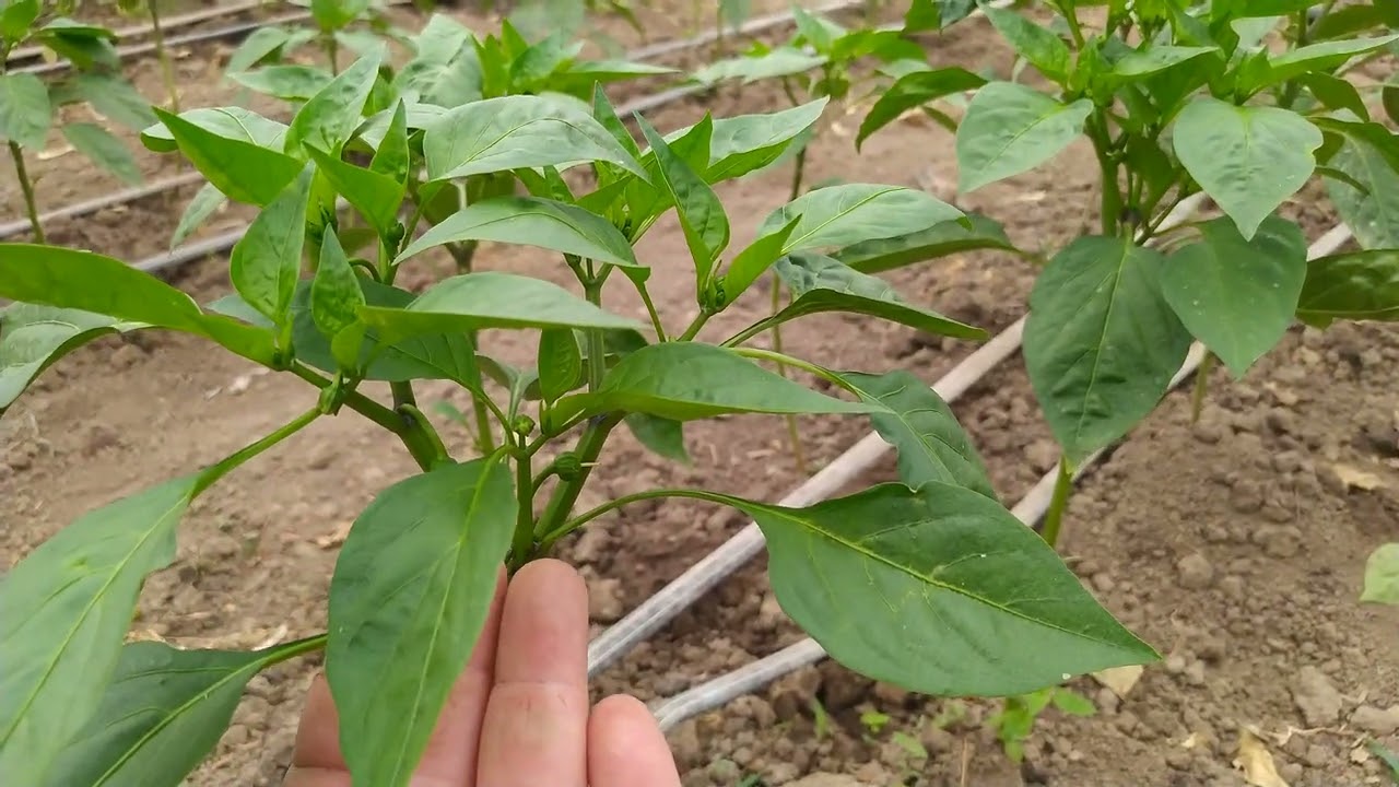 COPILIREA ARDEILOR SI DEFOLIEREA