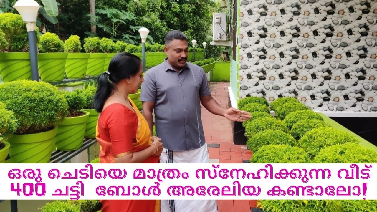 ഒരു ചെടിയെ മാത്രം സ്നേഹിക്കുന്ന വീട്. 400 ചട്ടി ബോൾ അരേലിയ കണ്ടാലോ.