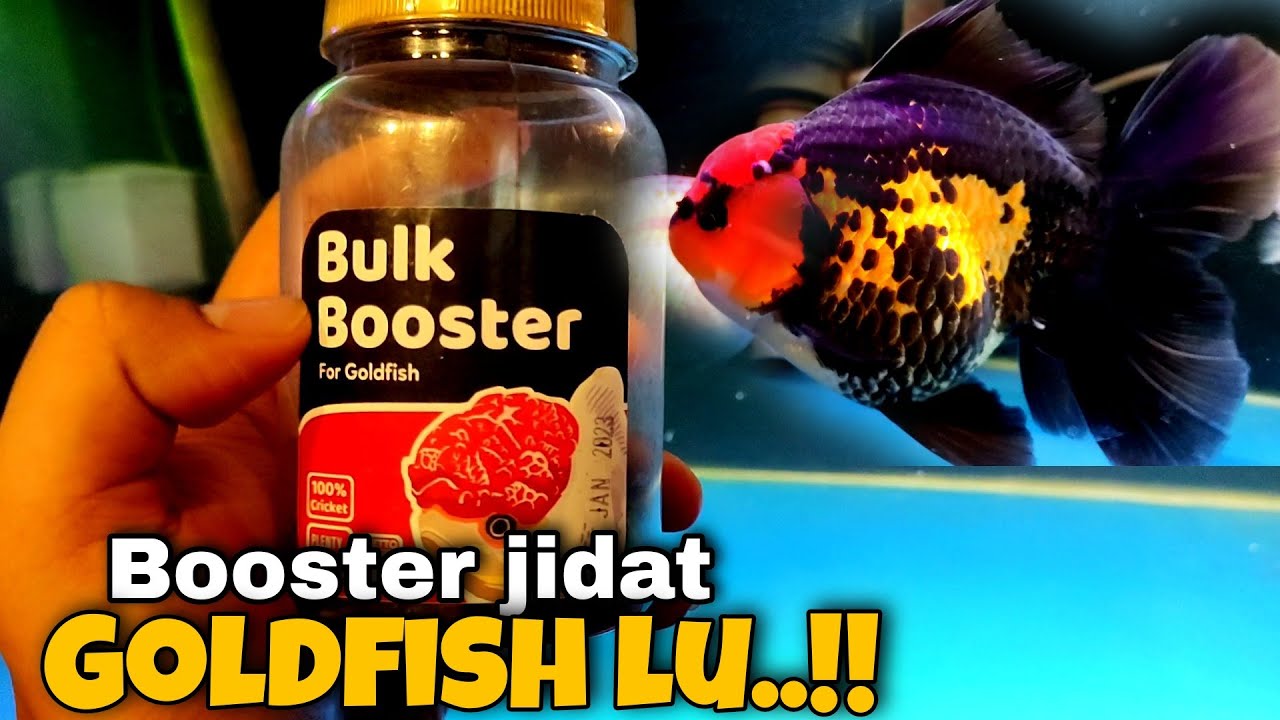PAKAN IKAN MAS KOKI - EFEKTIF MENINGKATKAN JAMBUL IKAN MAS KOKI ❗❗❗