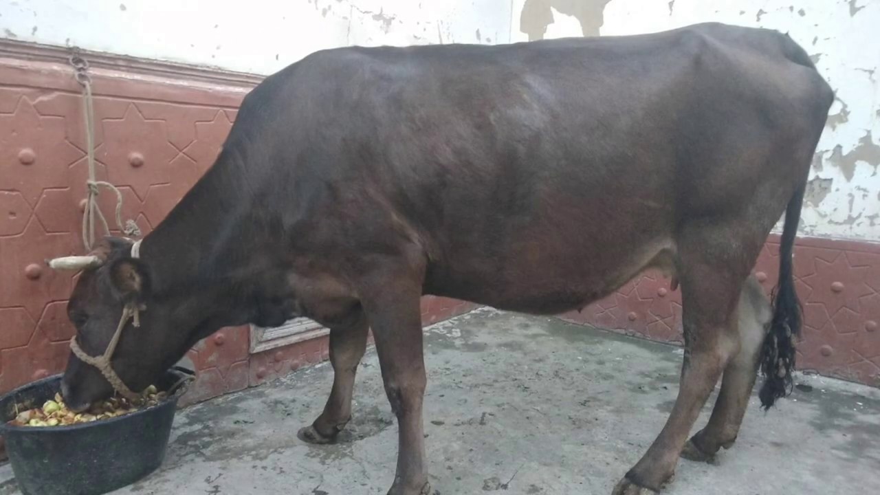 Mol doktori bilan telfo'nda suhbat 🤦‍♂️😃👍👍