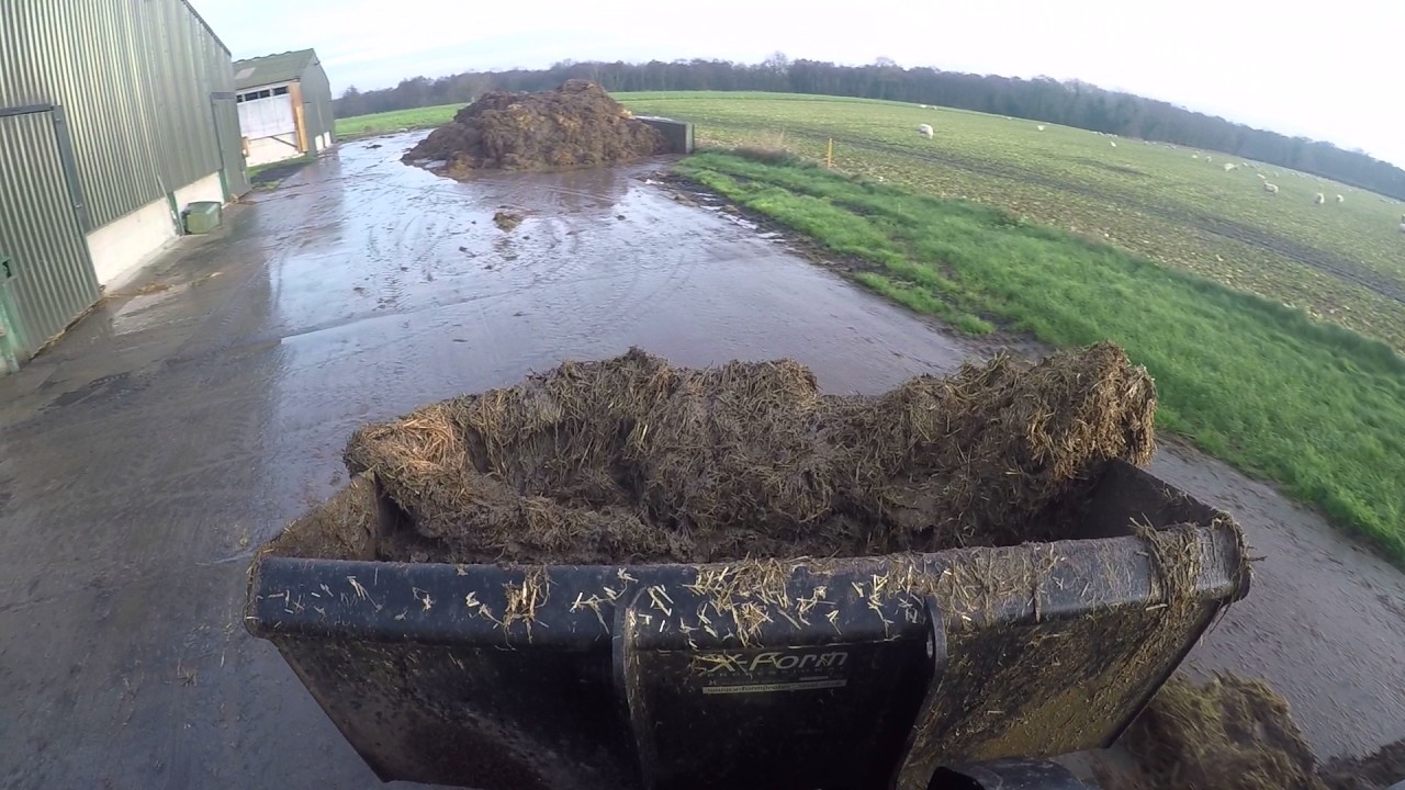 Mucking out pigs with a JCB 520-50