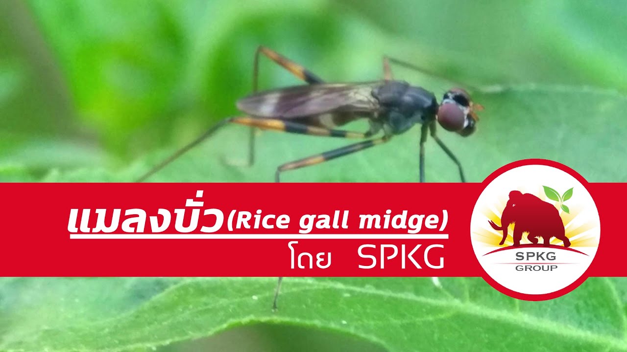 แมลงบั่ว (Rice Gall Midge)