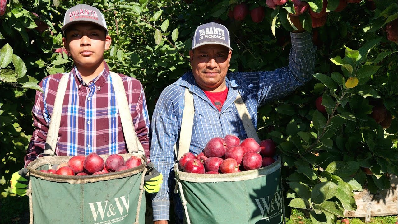 Traigo AMI Hijo Atrabajar Conmigo Para En señarle Como Cortar Manzanas 🍎 🍎