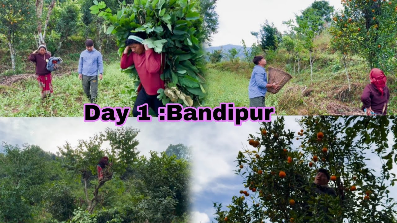 Day -1 Bandipur ko suntala eakdam mittho 🥰