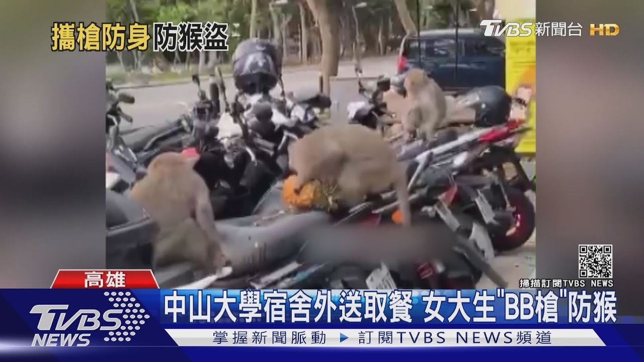 中山大學的日常？女大生宿舍門口持BB槍 防獼猴搶食物｜TVBS新聞