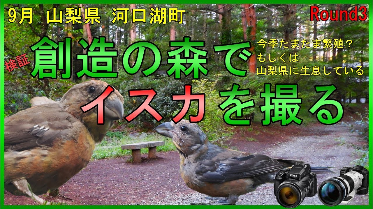 9月 河口湖　創造の森でイスカを撮る　　P1000　OM-1　野鳥撮影