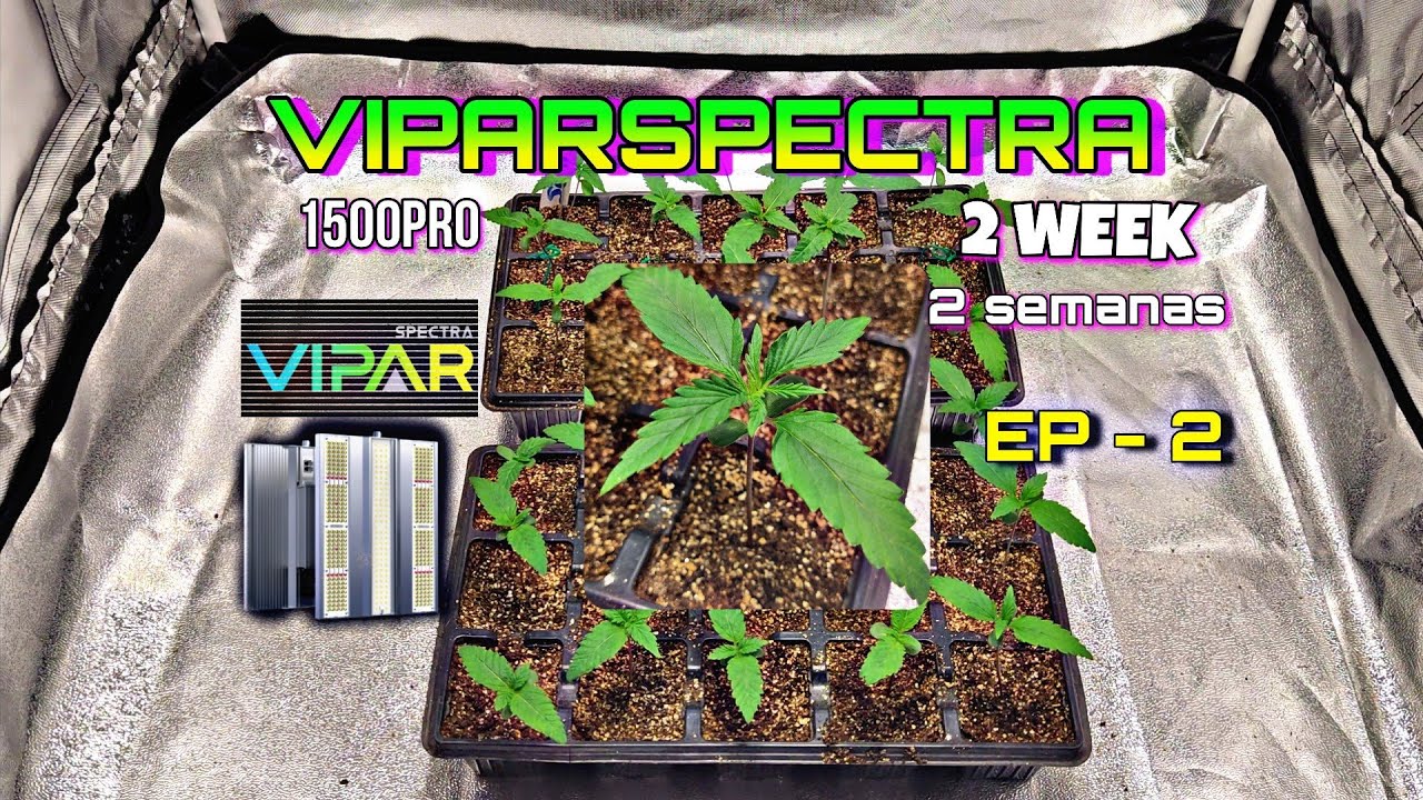Bombagrower : 2 WEEK VIPARSPECTRA XS1500PRO LEDGROWLIGHT TODO PASSO A PASSO, PLANTAS CULTIVO INDOOR