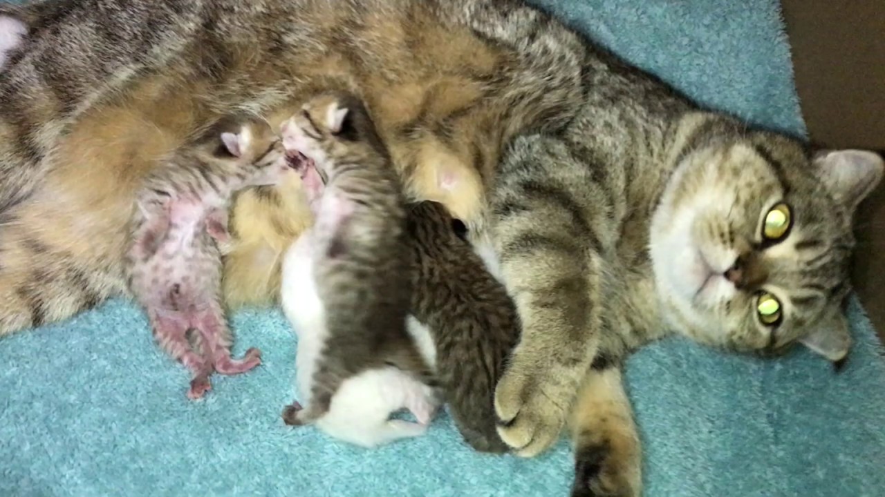 6 newborn kittens fighting for milk funny and sweet moments