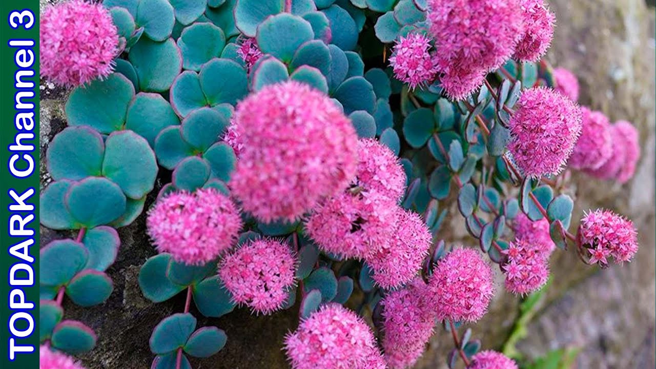 10 Suculentas  que Tienen Flores Hermosas