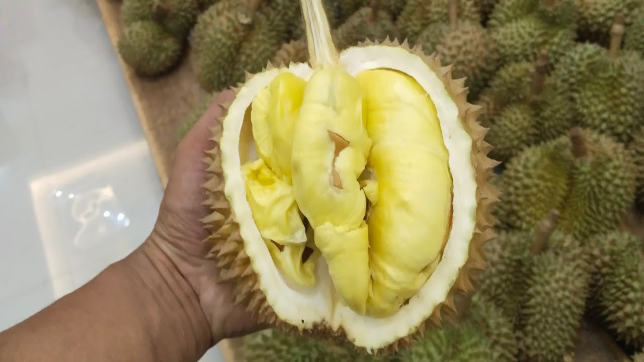 Buah durian diakhir musim durian masih redi stok