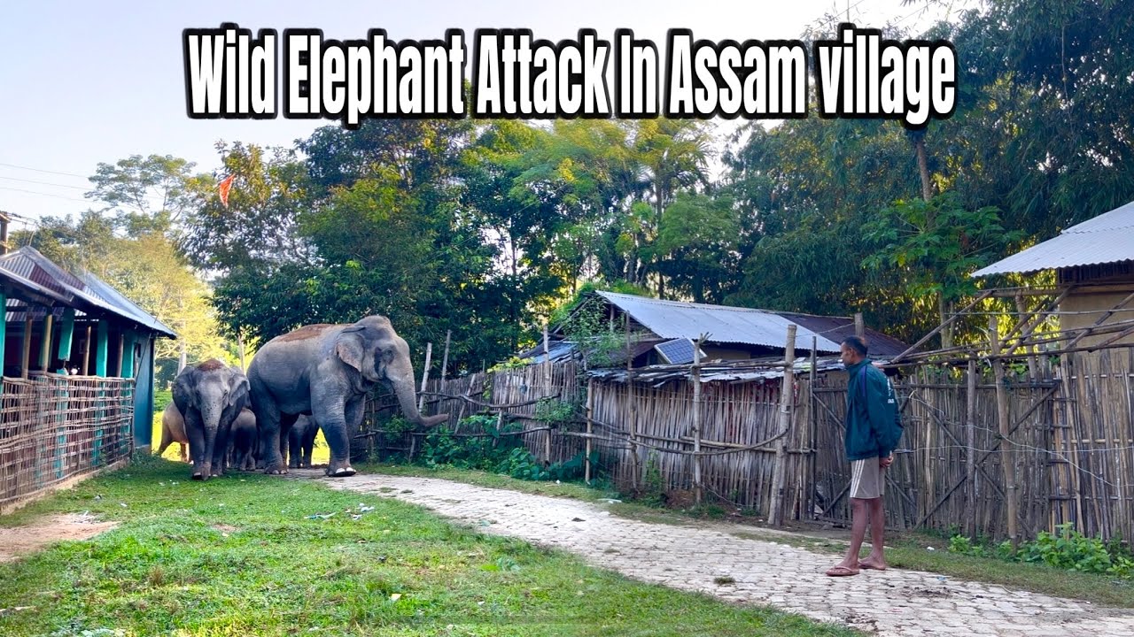 Wild Elephant Attack in village ||  most dangerous situation || Elephant Attack video || ASSAM 