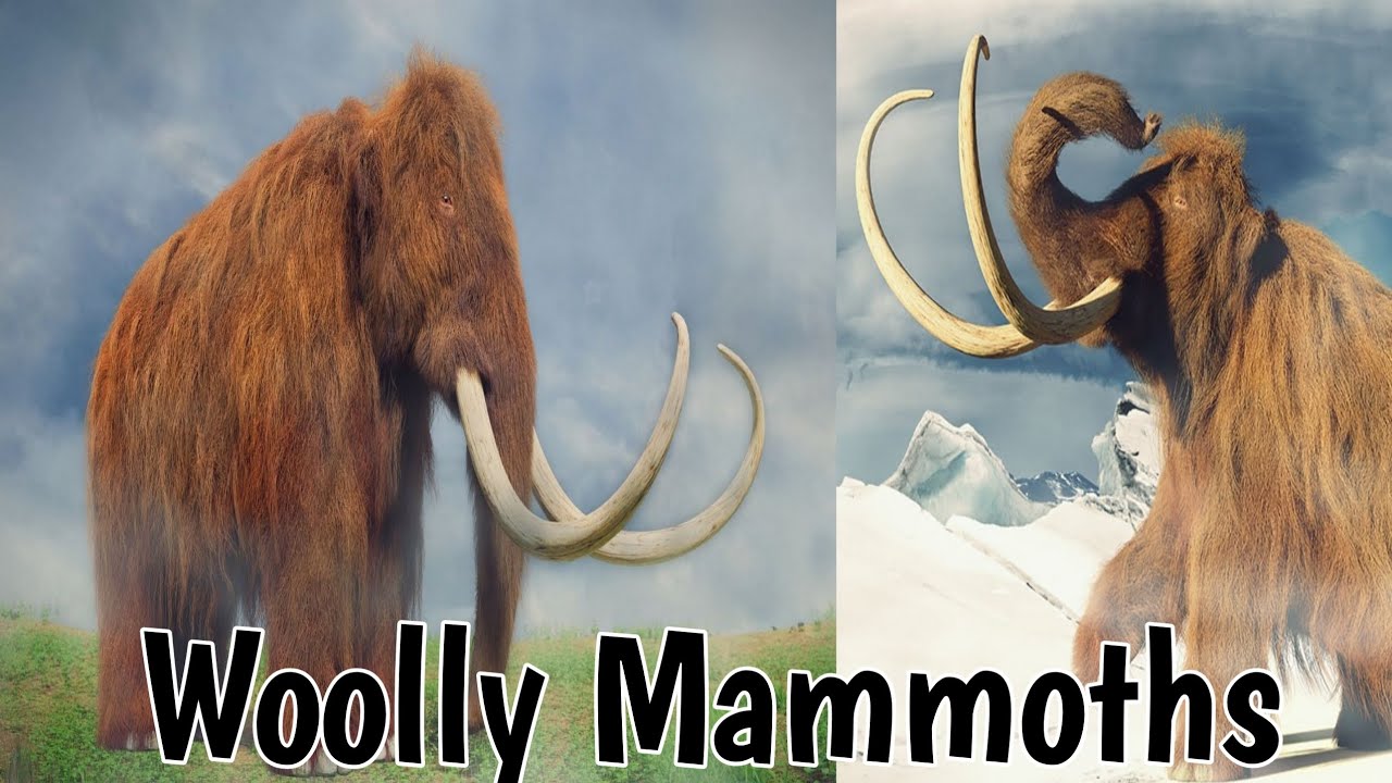 Informative video about Woolly Mammoths | A kind of full hairy Elephants