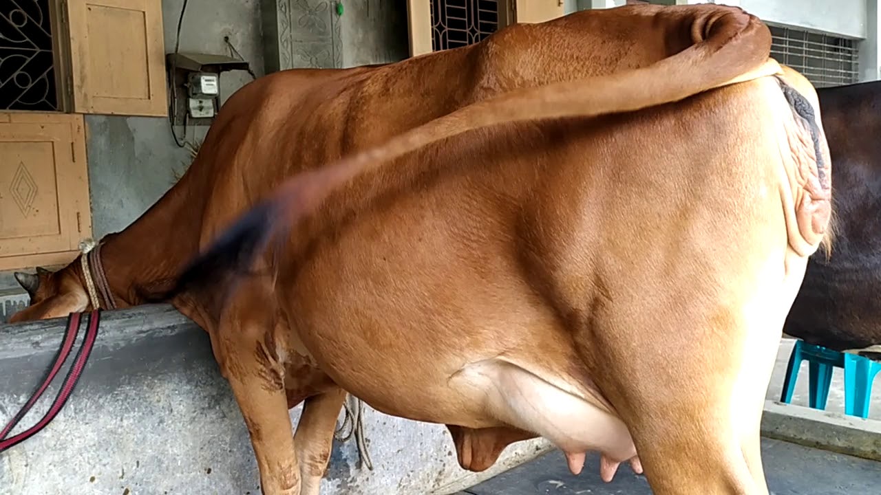 ২৬৩২ নং জার্সি ক্রস জাতের গাভী বিক্রি হবে।। 01793096194 imo