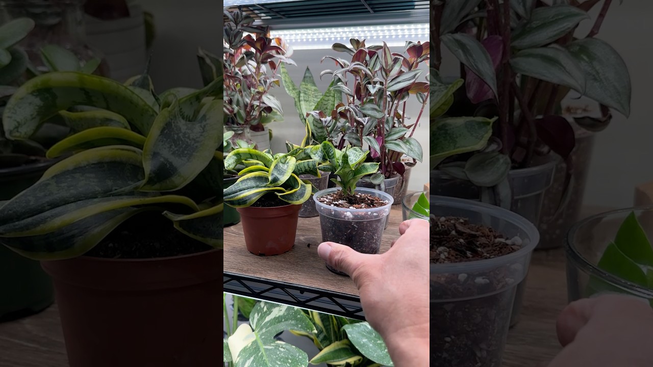 Why Snake Plants Die Slowly (And How to Fix It)