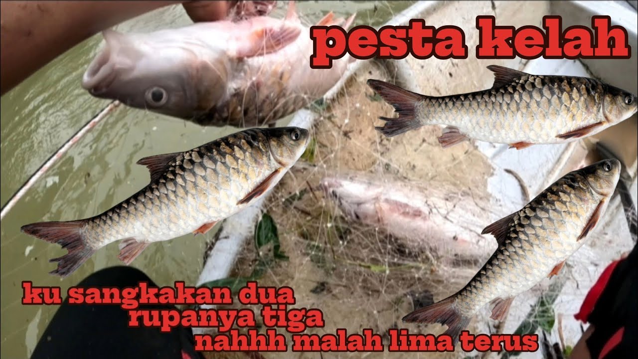 rezeki nelayan berpesta kelah musim tengkujuh