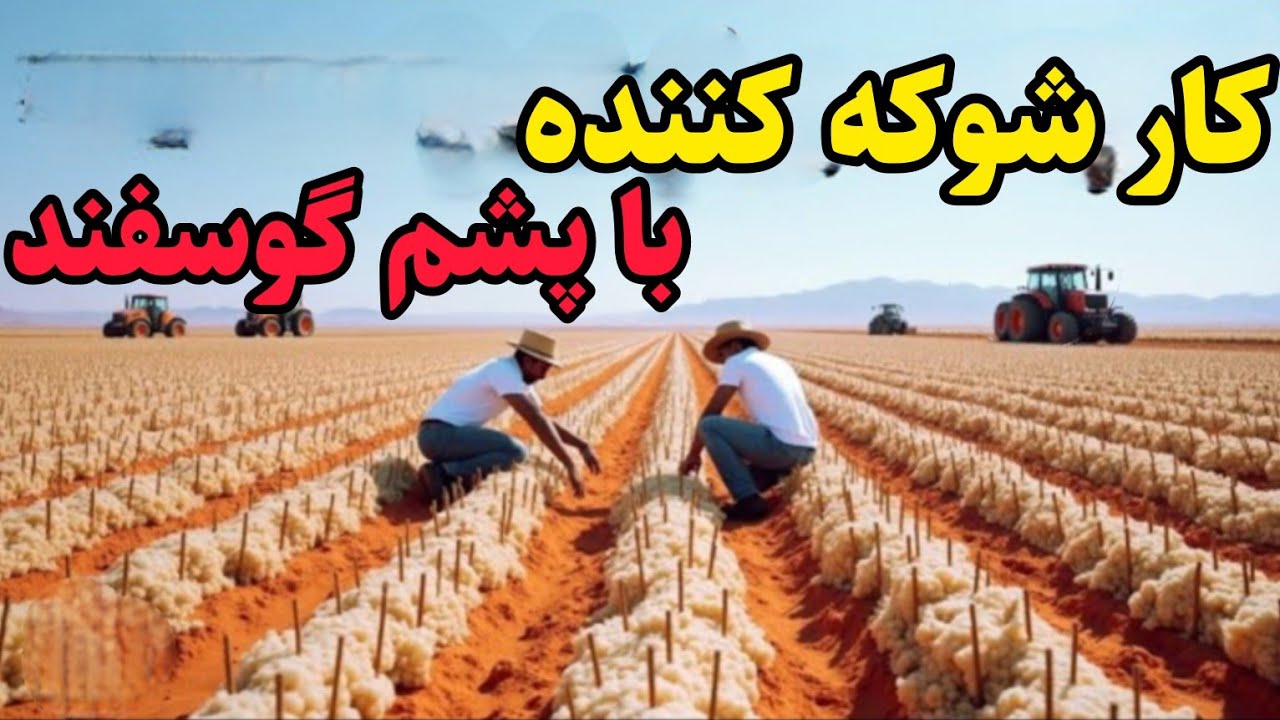 استرالیا هزاران تُن پشم گوسفند را زیر خاک دفن کردن نتیجه کشاورزی دنیا رو شگفت زده میکنه