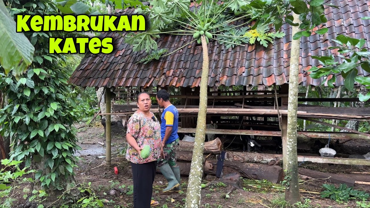 KANDANG KAMBING AMBROL GARA GARA KATES || KONDISI HALAMAN BANUNG