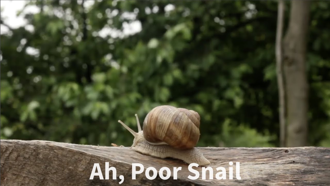 Ah, Poor Snail (A Round in Locrian)