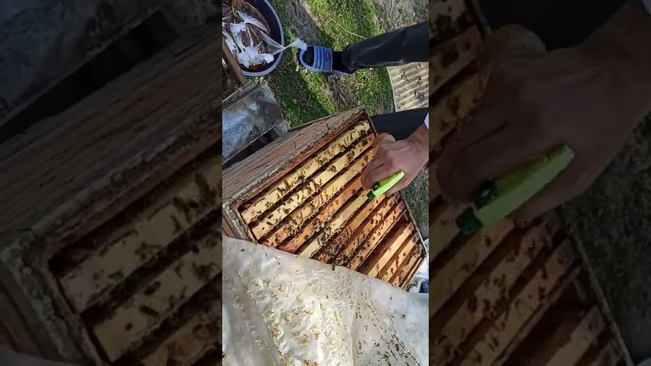 Arılara sadə yolla yemin hazırlanması. Arıçılığa yeni başlayanlar üçün. Yaz baxımı. İlk bahar baxımı