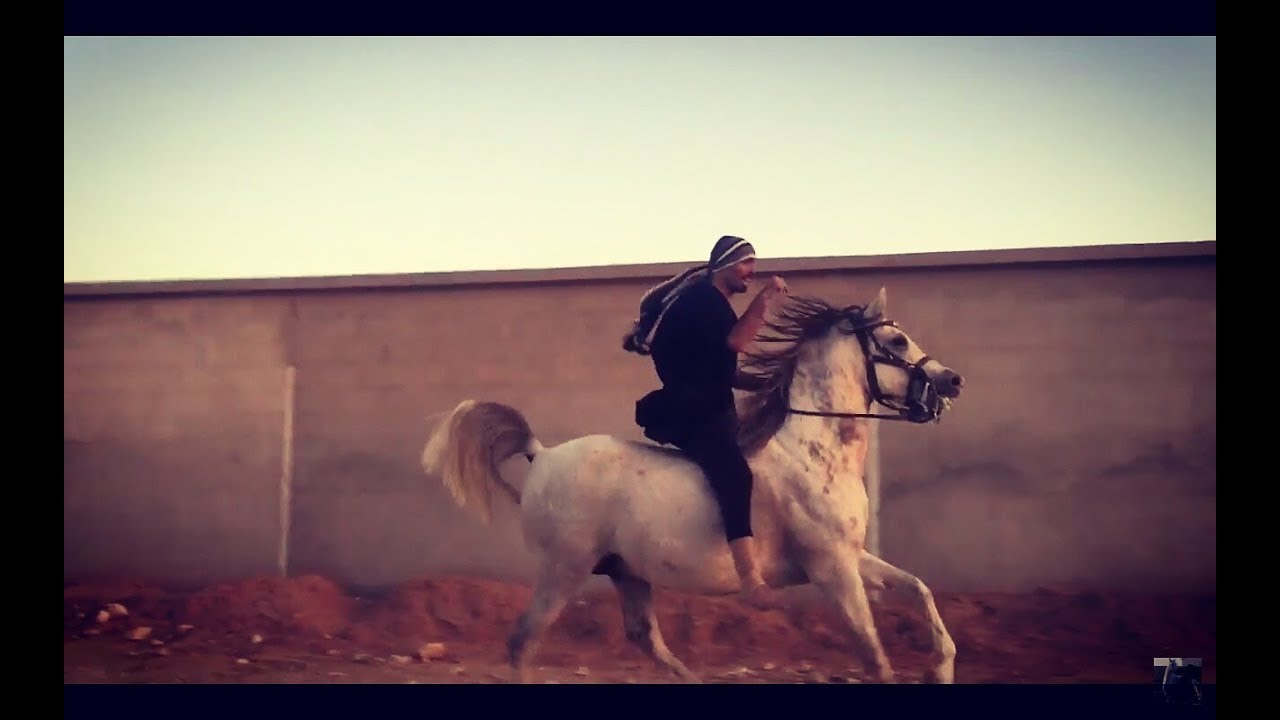 Bareback Riding on an Arabian Stallion / ركوب الخيل بدون سرج على ظهر الحصان العربي شمس الناهض