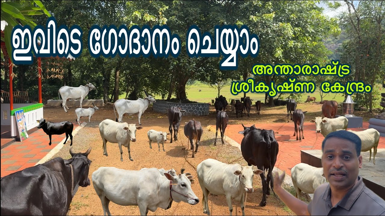 എല്ലാവീടുകളിലേക്കും നാടൻ പശുക്കളെ ദാനം നൽകും വൃന്ദാവനത്തിൽ എത്തിയപ്പോൾ  കൃഷ്ണനെ കണ്ടു cow farming