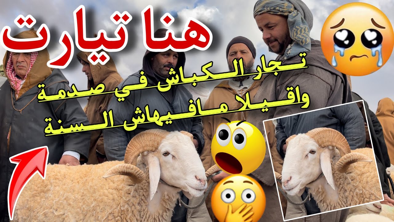 تجار المواشي يصابون بصدمة إرتفاع سعر الكباش والخرفان قبل أيام قليلة لشهر رمضان 2024