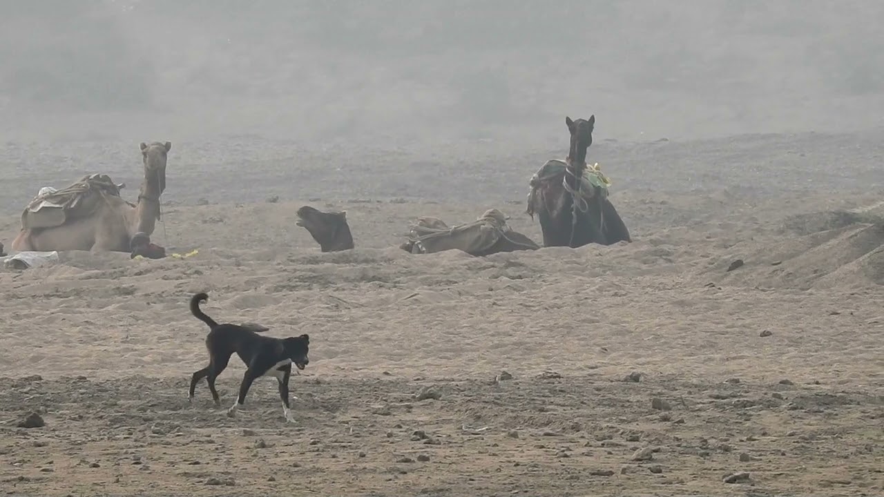 The Truth About Camels and Illegal Sand Mining in India | Chambal River & Biodiversity Crisis