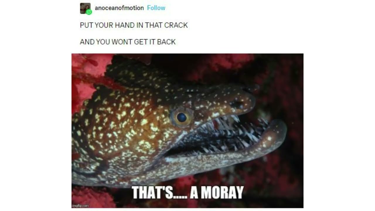 Something I Found on Tumblr: That's A Moray
