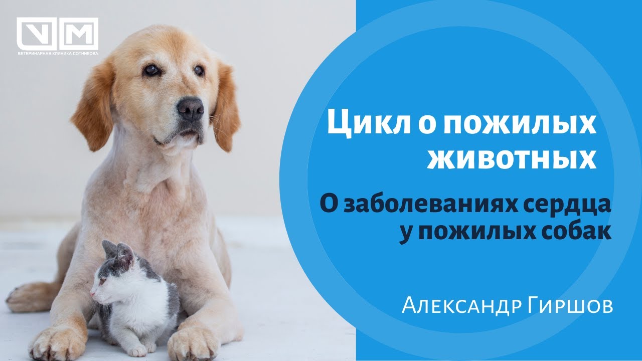 О заболеваниях сердца у пожилых собак