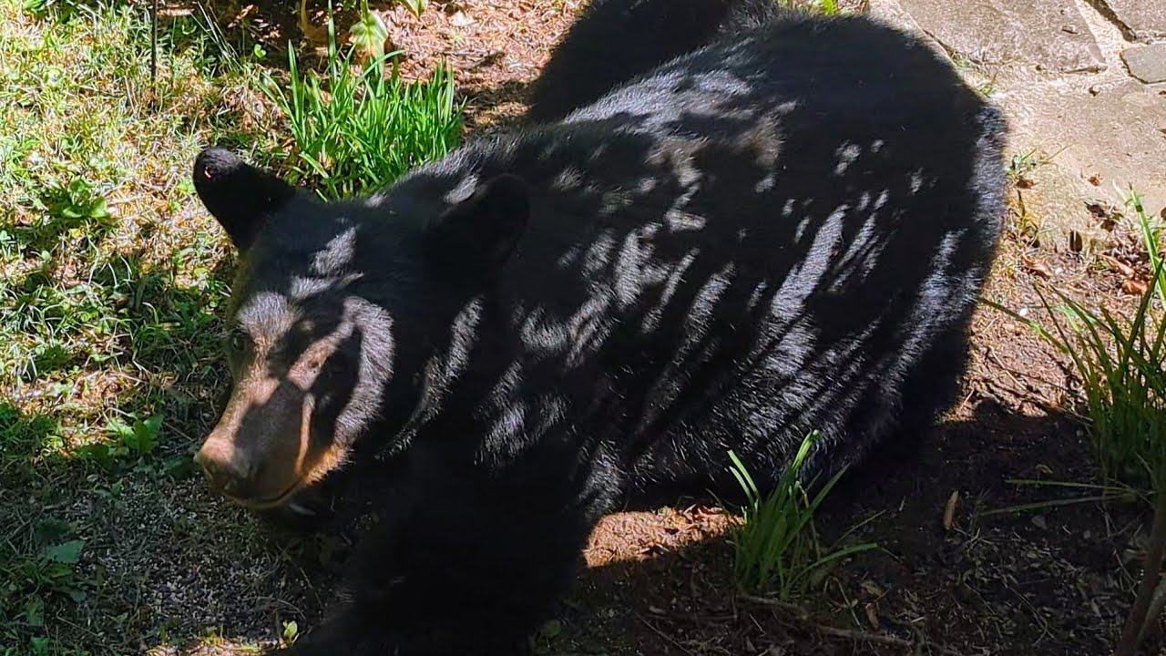Bear Ruby's Quick 'n Easy Snack Tips