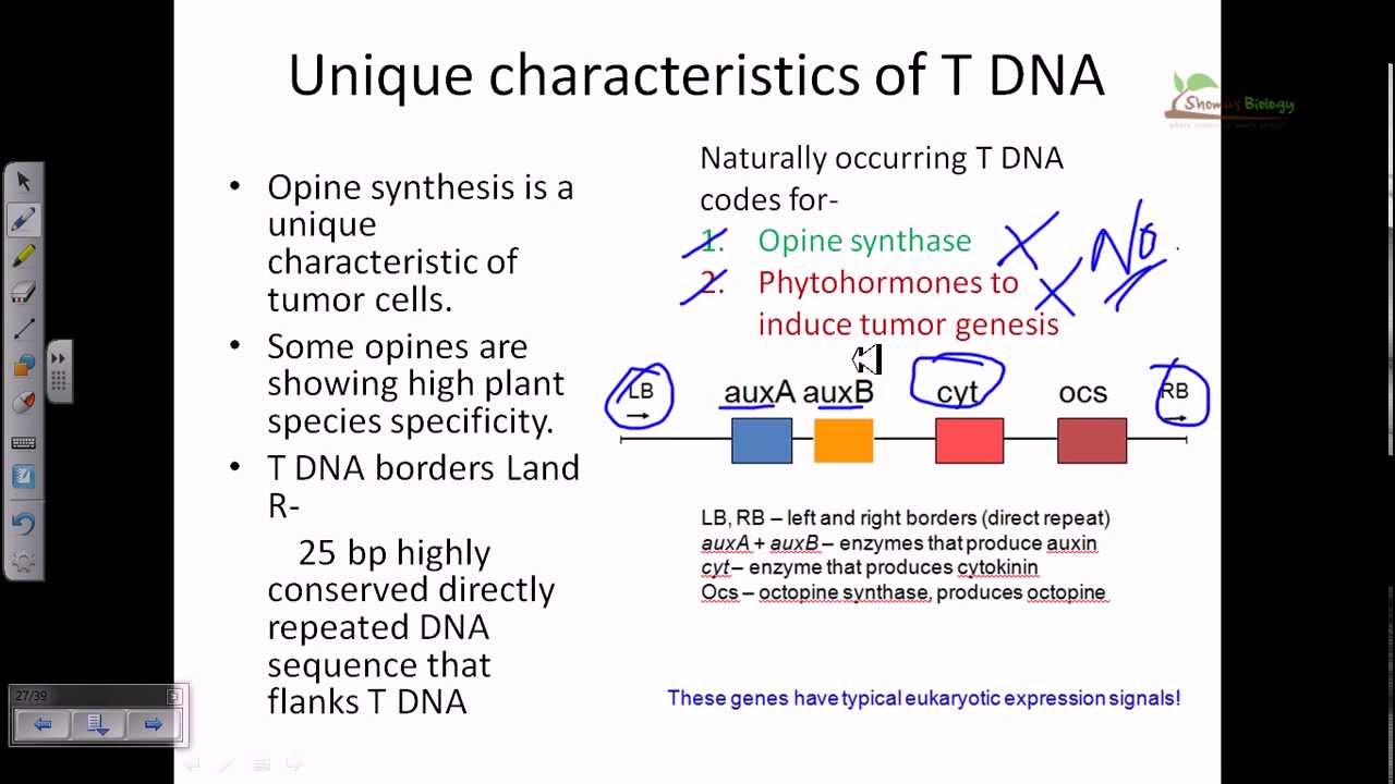Ti plasmid and T DNA