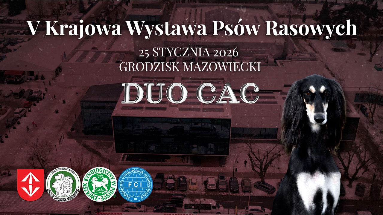 V Krajowa Wystawa Psów Rasowych, Grodzisk Mazowiecki, 25.01.2026, krótka relacja filmowa
