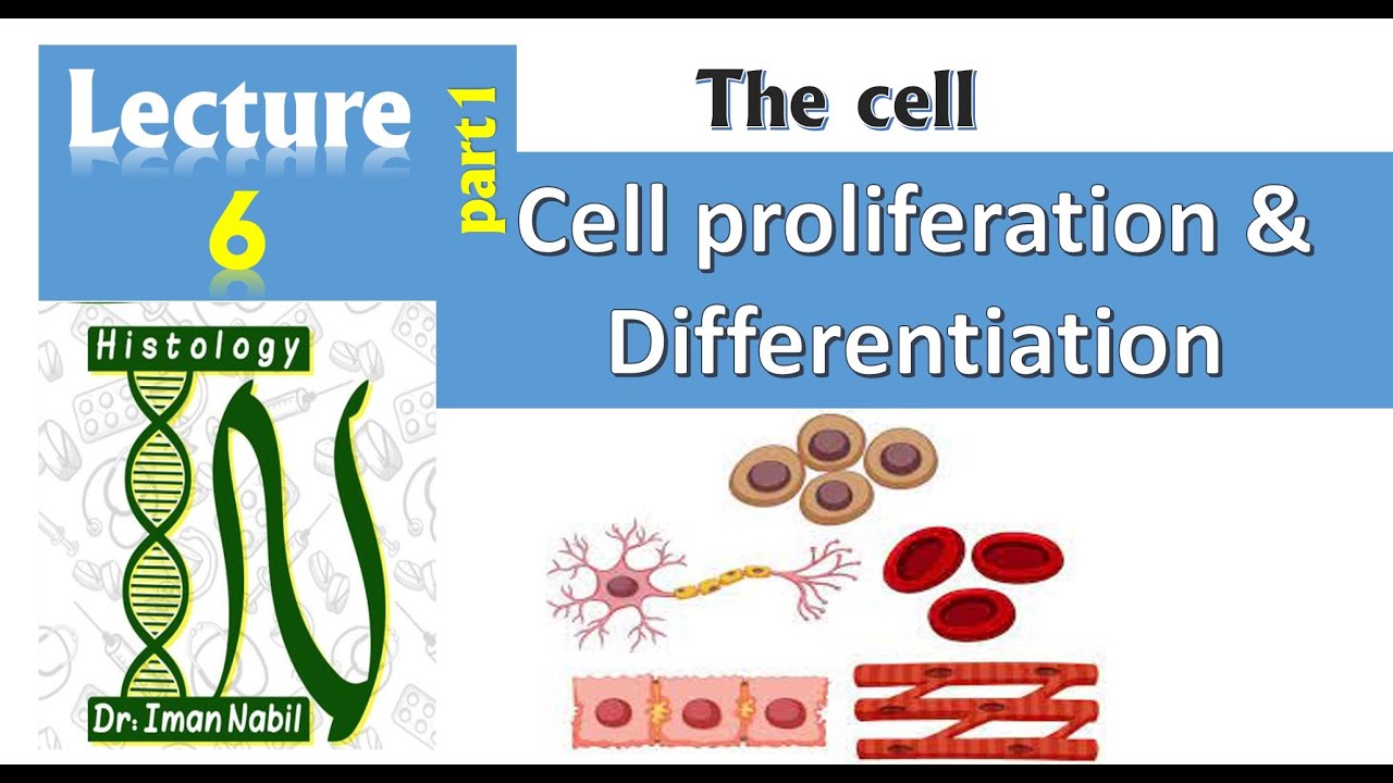 6a- Cell proliferation and stem cells-cell-Histology