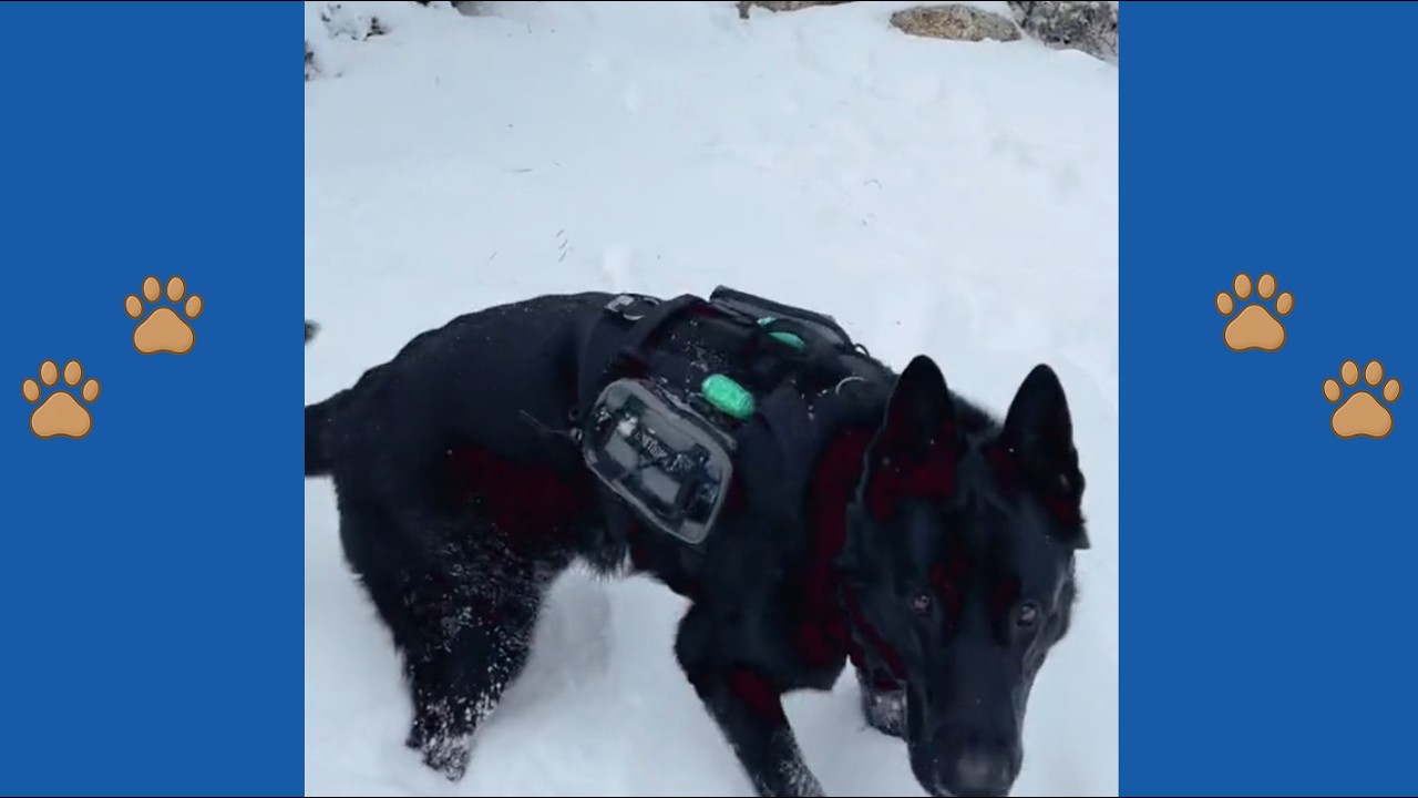 150 Pound Shocking Discovery: This Black Shepherd’s Secret Job Amazed Everyone!